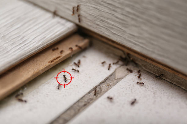 Best Pest Removal Services  in Latham, NY